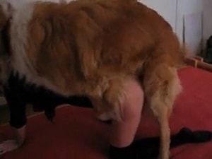 Собака трахает женщину в жопу и киску во время видео шоу