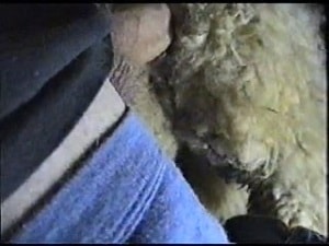 Мужчина трахает овцу в задницу и письку, записывая это на видео