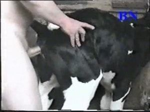 Возбужденный мужчина наслаждается сексом с его коровой в видео от первого лица
