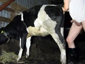 Голый парень трахает корову в жопу и киску во время съемки